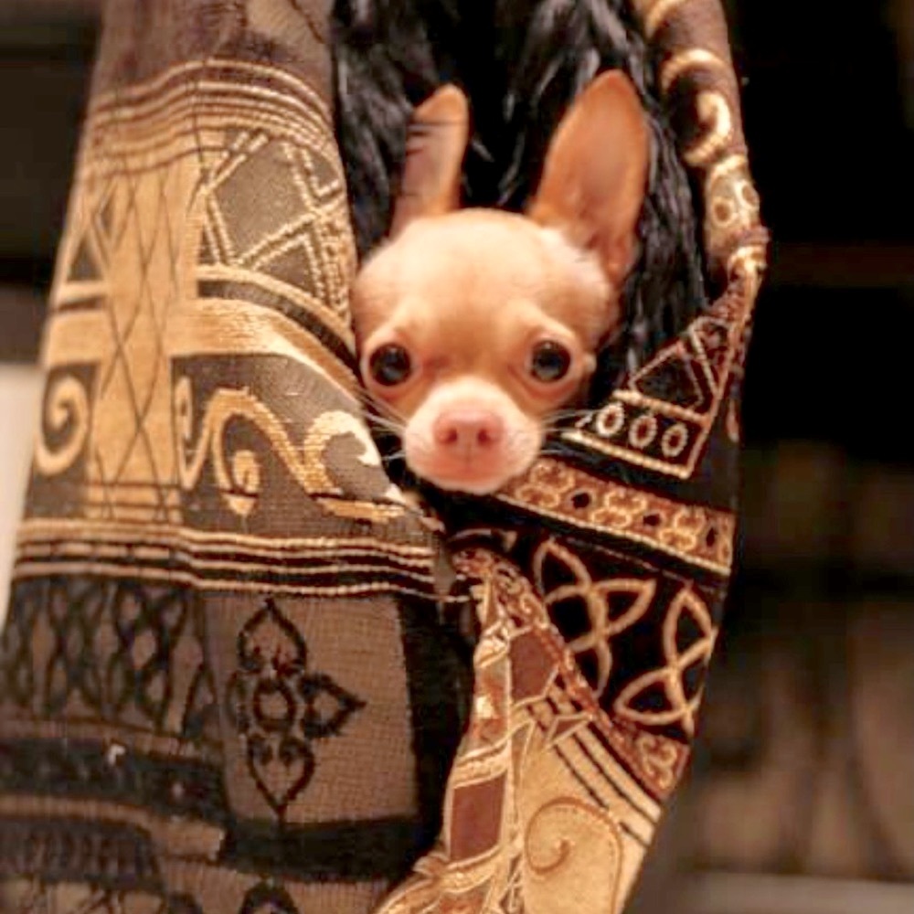 Dog shoulder custom carrier.Embroidered & Leash